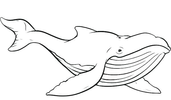Coloring Pages Of Whales Whales Coloring Pages Whale Coloring Page 600x352 Coloring Pages Of Whales Whales Coloring Pages Whale Coloring Page