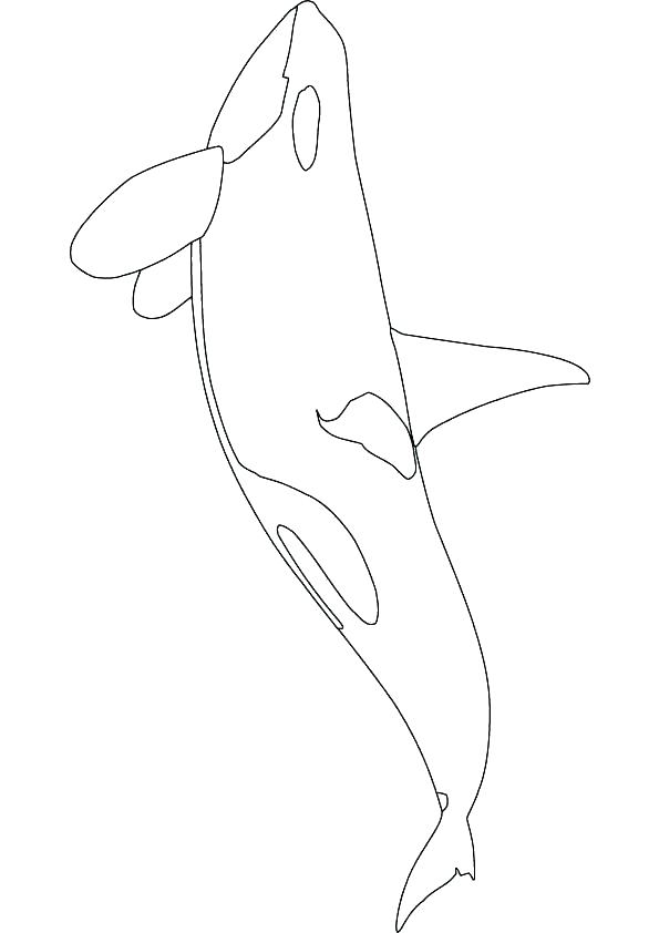Whale Coloring Pages Printable 595x842 Whale Coloring Pages Printable