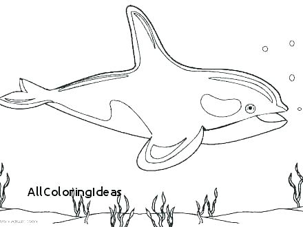 Humpback Whale Coloring Page Whale Coloring Sheets Manatee 440x330 Humpback Whale Coloring Page Whale Coloring Sheets Manatee