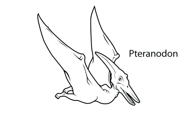 Pterodactyl Coloring Page Pterodactyl Coloring Pages From Late 600x400 Pterodactyl Coloring Page Pterodactyl Coloring Pages From Late
