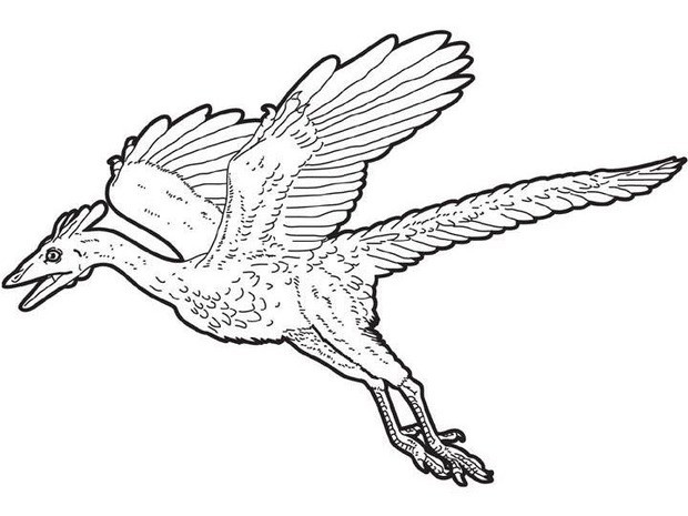 Dinosaur Coloring Pages 620x465 Dinosaur Coloring Pages