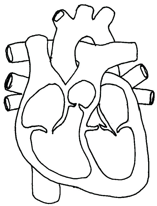 656x864 Human Heart Printable Human Heart Free Printable Public Domain