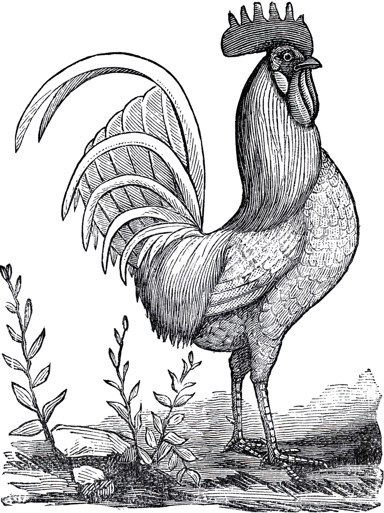 1345x1800 Public Domain Rooster Image!