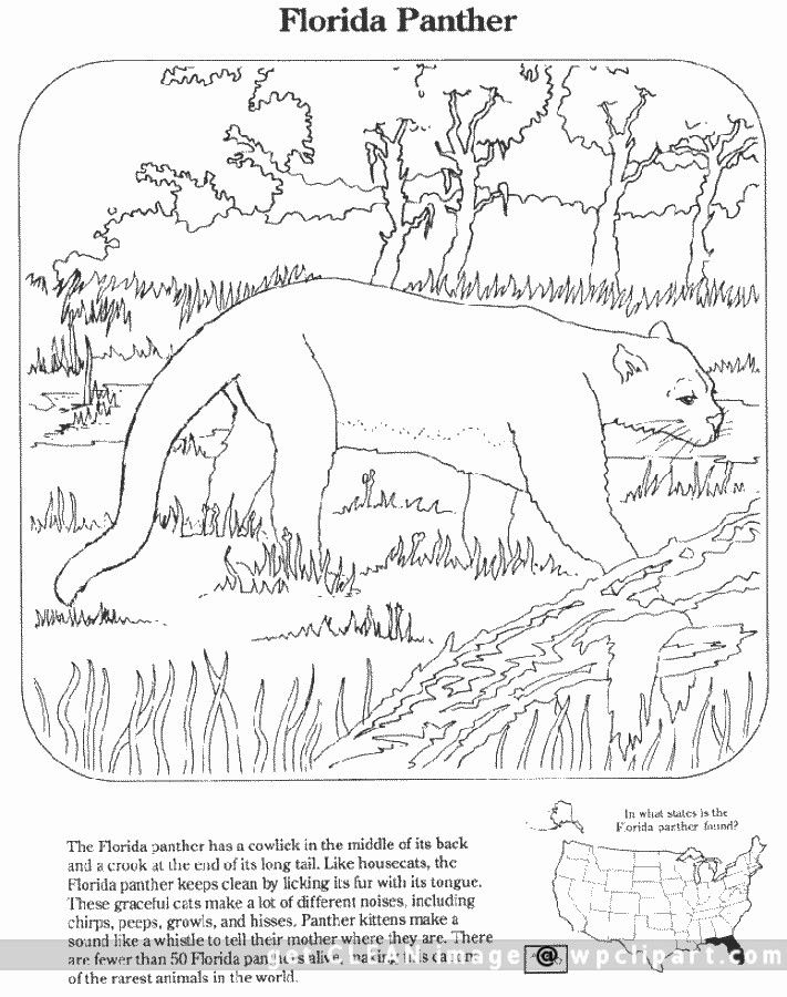 711x900 Florida Panther Coloring Pages Florida Panther