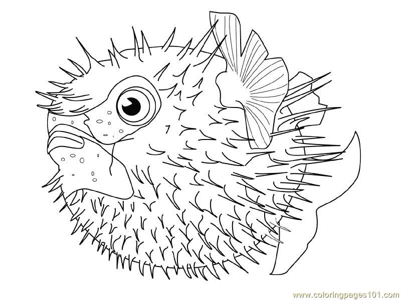 800x600 New Fishes Coloring Page