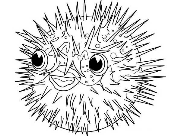 600x450 Porcupine Puffer Fish Coloring Page