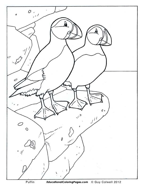 Birds Book One Educational Fun Kids Coloring Pages And Preschool 612x792 Birds Book One Educational Fun Kids Coloring Pages And Preschool