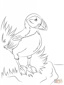 Download Atlantic Puffin Seabird Coloring Pages 224x300 Download Atlantic Puffin Seabird Coloring Pages