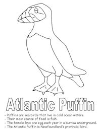 More Puffin Coloring Pages Puffinpalooza 200x266 More Puffin Coloring Pages Puffinpalooza