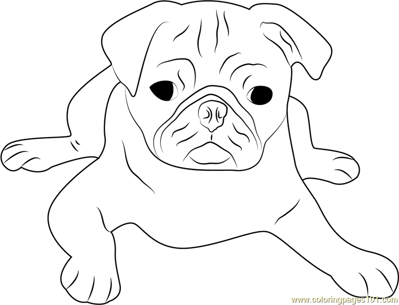 800x612 Cute Pug Face Coloring Page