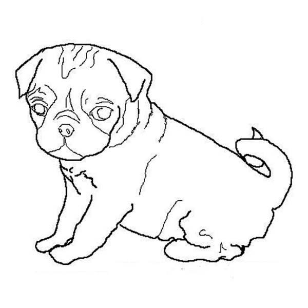 600x600 Pug Coloring Pages