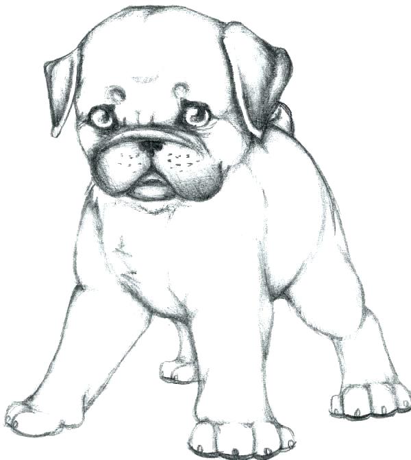 600x671 Dog Color Pages Cool Dogs Coloring Pages Print Of Pug Dog Page