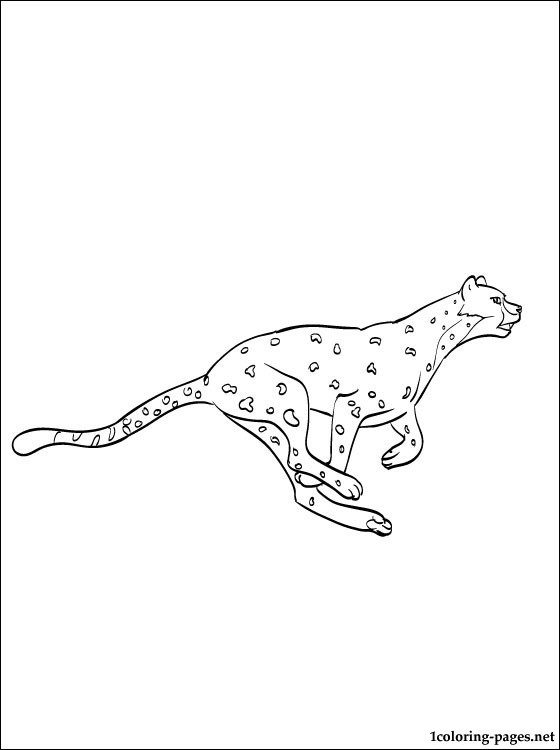 560x750 Coloring Page Puma Coloring Pages