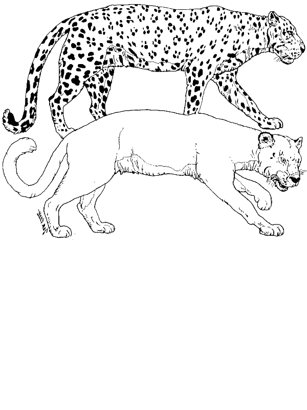 600x800 A Puma And A Leopard Tiger In The Wild Coloring Page