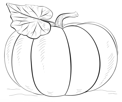 Free Printable Pumpkin Coloring Sheets Pumpkin Coloring Page Free 480x404 Free Printable Pumpkin Coloring Sheets Pumpkin Coloring Page Free