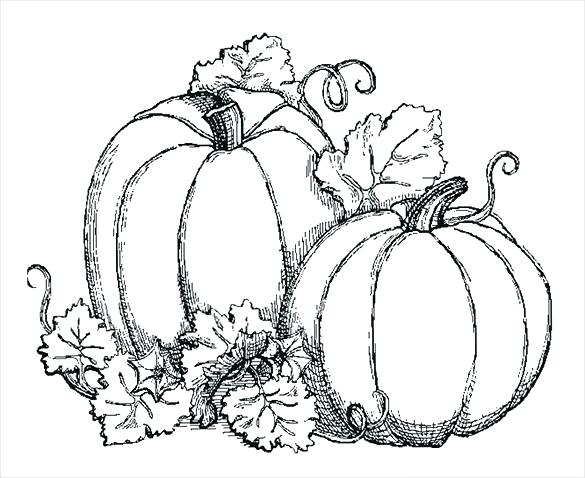 Pumpkin Leaves Coloring Pages Coloring Page Fall Download Coloring 585x478 Pumpkin Leaves Coloring Pages Coloring Page Fall Download Coloring