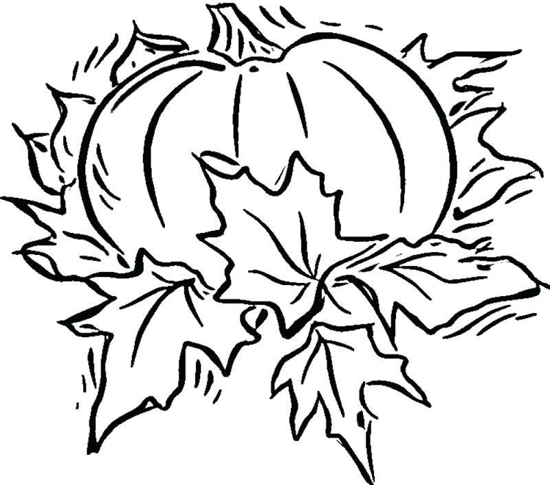Fall Coloring Sheets Printable 800x706 Fall Coloring Sheets Printable