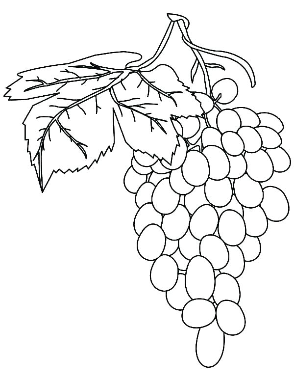 600x776 Grapes Coloring Page Grapes Coloring Page Collection Picture