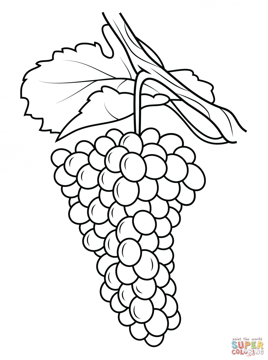 Grape Coloring Page Pages Grapes Free Printable Preschool Vine 869x1165 Grape Coloring Page Pages Grapes Free Printable Preschool Vine