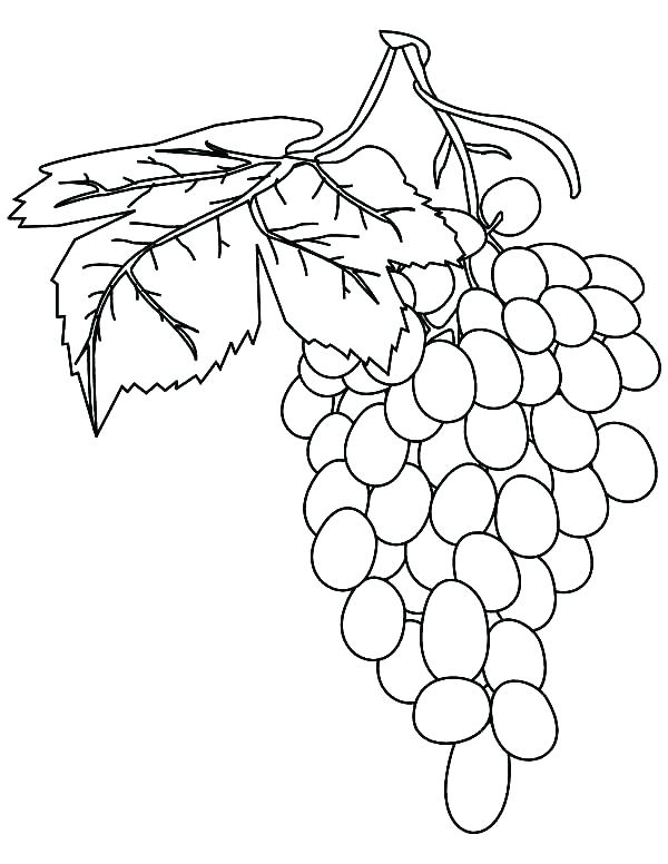 Grapes Coloring Page Grapes Coloring Page Grapes Coloring Page 600x776 Grapes Coloring Page Grapes Coloring Page Grapes Coloring Page