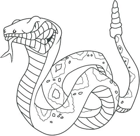 480x466 Coloring Pages Of Snakes Coloring Pages Snakes Snake Coloring Page