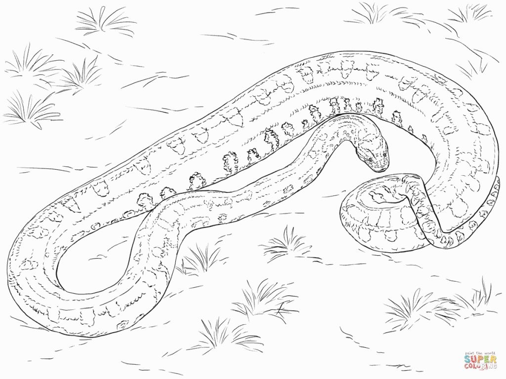 1024x768 Fresh Ball Python Coloring Pages Free Coloring Pages Download