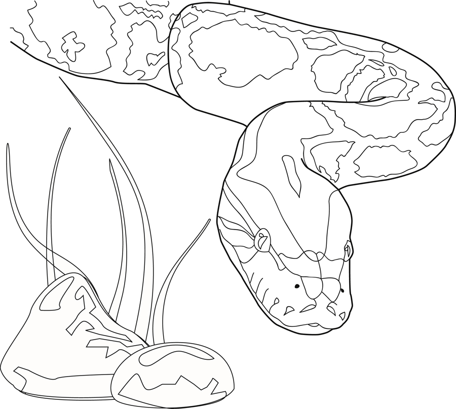 900x807 Reticulated Python Coloring Page Free Printable Coloring Pages
