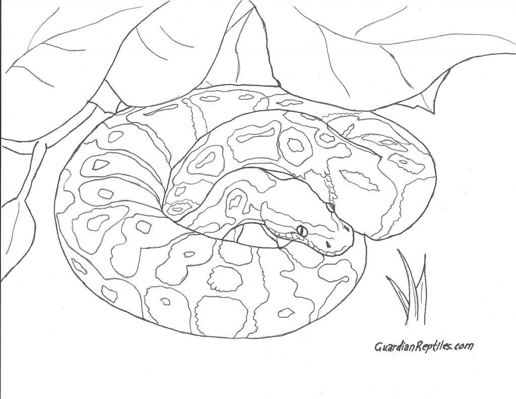 1024x792 Ball Python Coloring Pages