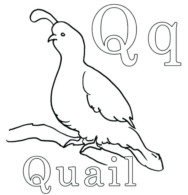 600x621 Q Is For Quail Coloring Page Kids Coloring Letter Q Coloring Page