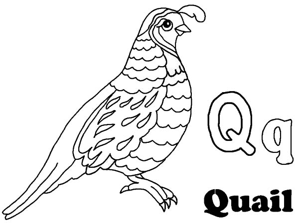 Quail Coloring Page