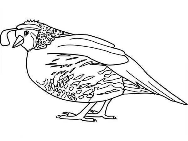 New World Quail Coloring Page Color Luna 600x450 New World Quail Coloring Page Color Luna