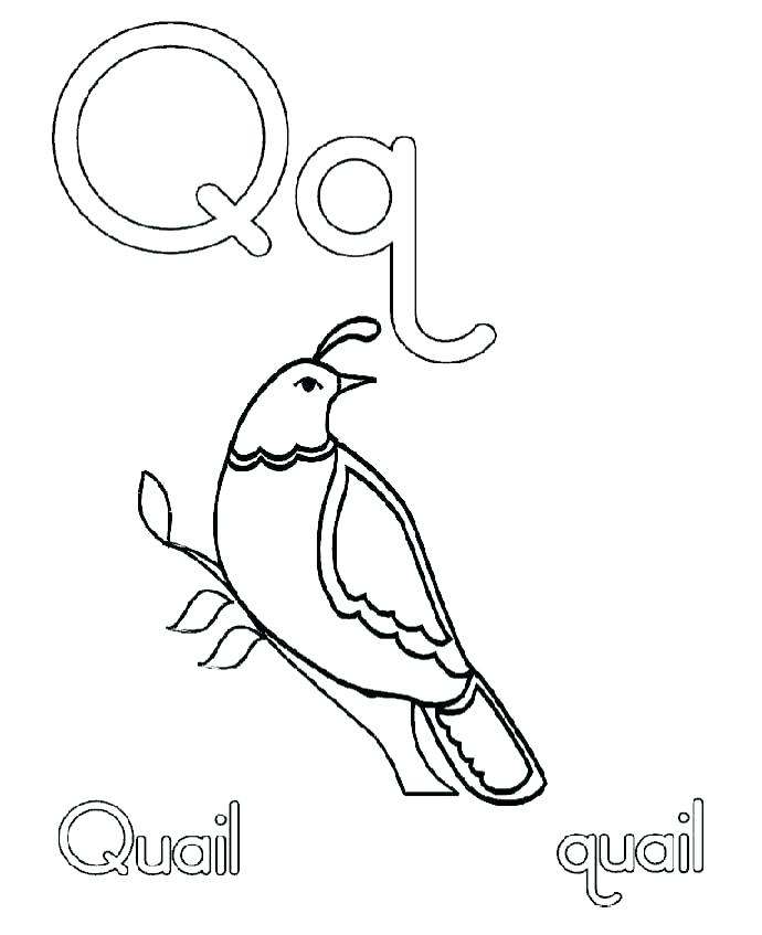Quail Coloring Page Coloring Page Quail California Quail Coloring 690x847 Quail Coloring Page Coloring Page Quail California Quail Coloring