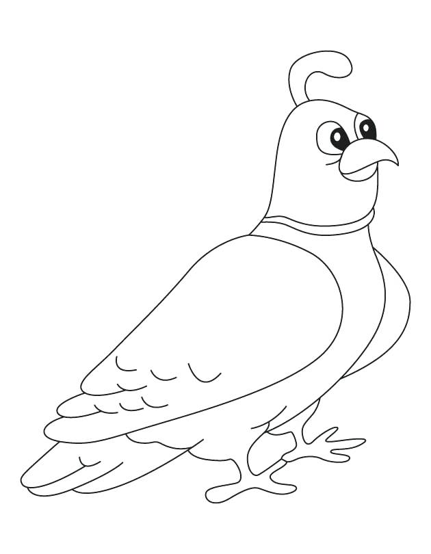 Quail Coloring Page Mountain Quail Coloring Page Moses Quail 630x810 Quail Coloring Page Mountain Quail Coloring Page Moses Quail
