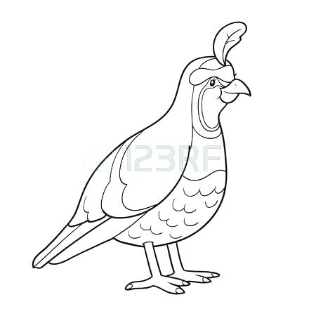 Quail Coloring Page Printable Quail Coloring Page Common 450x450 Quail Coloring Page Printable Quail Coloring Page Common