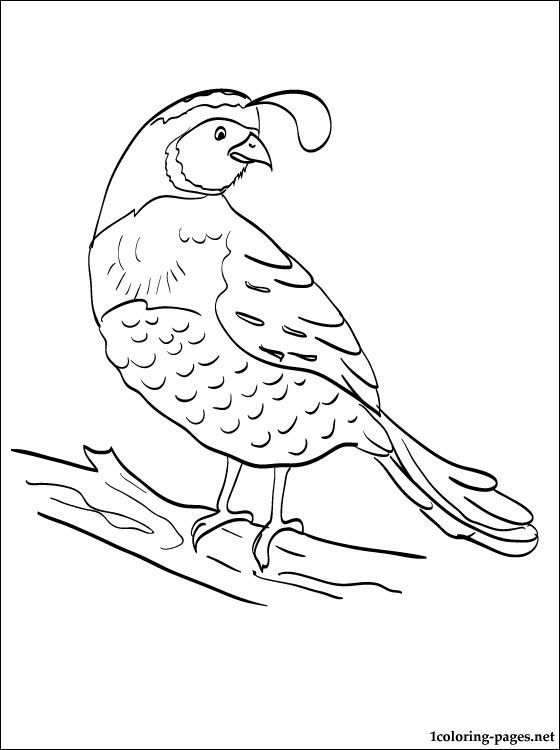 Quail Coloring Pages For Kids Coloring Book Of Quail 560x750 Quail Coloring Pages For Kids Coloring Book Of Quail