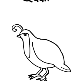 California Quail Coloring Page Coloring Page 268x268 California Quail Coloring Page Coloring Page