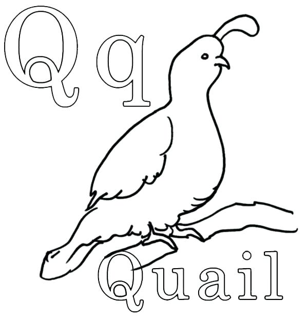 Quail Coloring Quail Coloring Pages Moses Quail Coloring Page 600x621 Quail Coloring Quail Coloring Pages Moses Quail Coloring Page