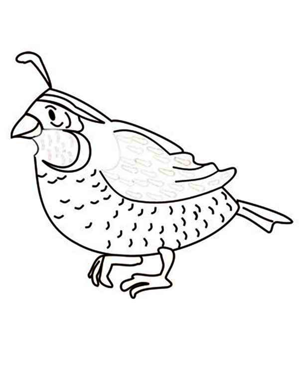 Quail Image Coloring Page Color Luna 600x733 Quail Image Coloring Page Color Luna