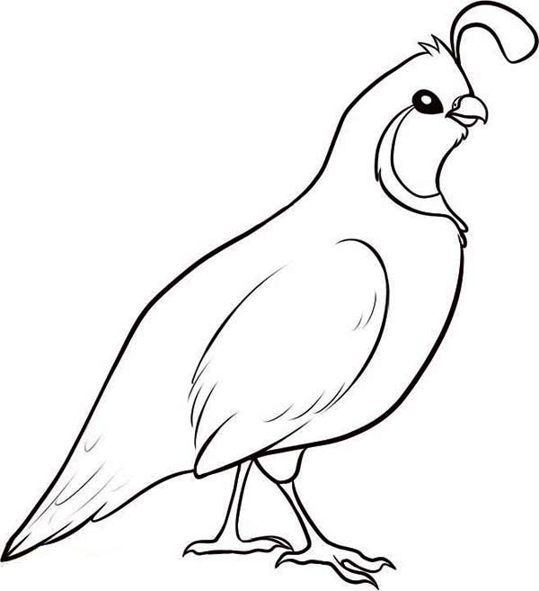 Valley Quail Coloring Page Color Luna 600x657 Valley Quail Coloring Page Color Luna
