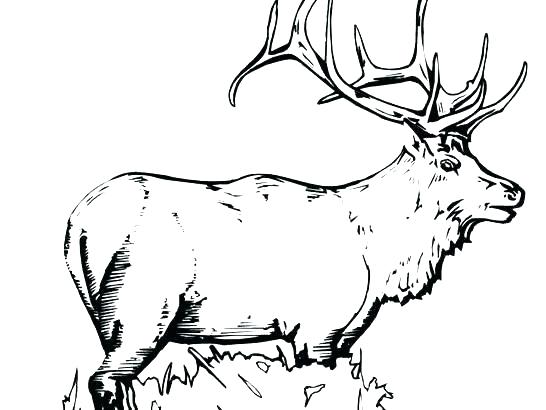Elk Coloring Page Elk Coloring Pages Quail Coloring Page Elk 546x410 Elk Coloring Page Elk Coloring Pages Quail Coloring Page Elk