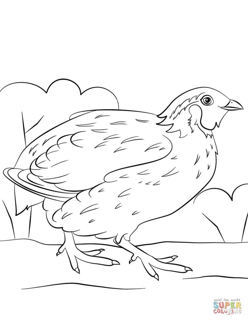 Free Coloring Pages Quail Best Of Bobwhite Quail Coloring Page 848x1098 Free Coloring Pages Quail Best Of Bobwhite Quail Coloring Page