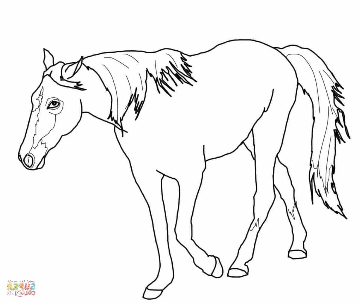 Quarter Horse Coloring Pages at GetColorings.com | Free printable ...