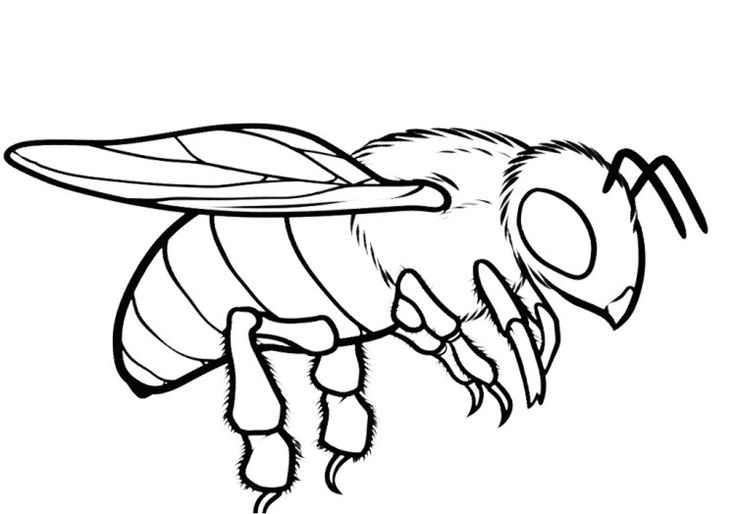 Crafty Bee Coloring Pages Honey Page Ideal 736x514 Crafty Bee Coloring Pages Honey Page Ideal