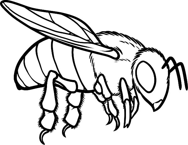 European Honey Bee Coloring Trend Honey Bee Coloring Pages 600x464 European Honey Bee Coloring Trend Honey Bee Coloring Pages