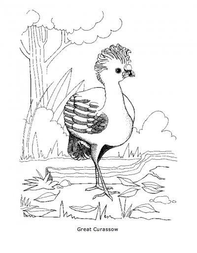 400x513 Great Curassow Coloring Page Rainforest Alliance