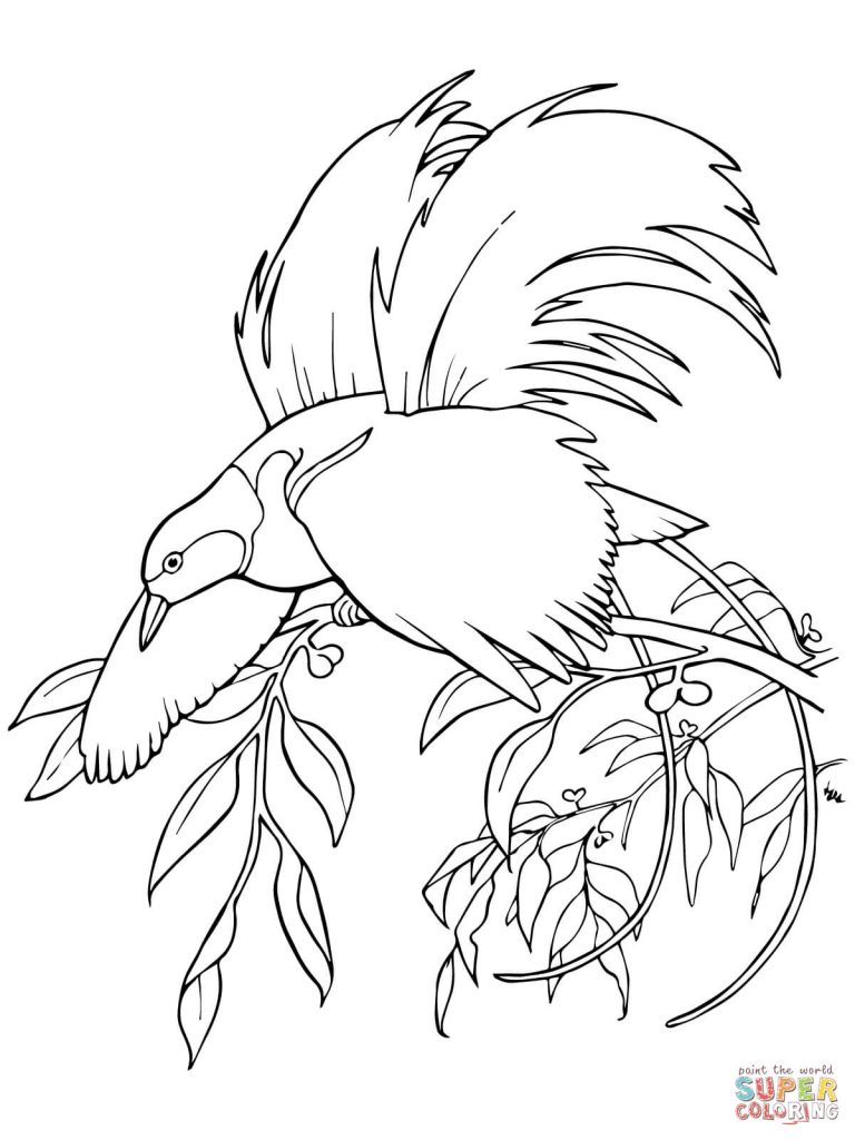 768x1024 Greater Bird Of Paradise For Coloring Page
