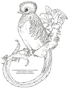 236x309 Simple Rendition Of A Quetzal. Tattoo Love Tattoo
