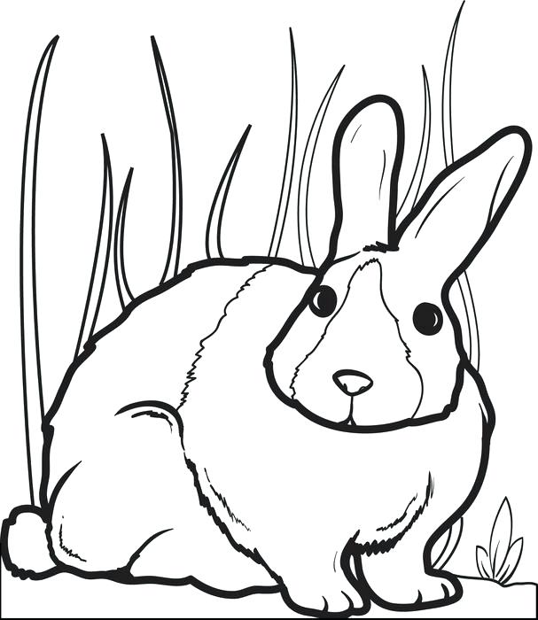 607x700 Free Rabbit Coloring Pages Printable Bunny Rabbit Coloring Page