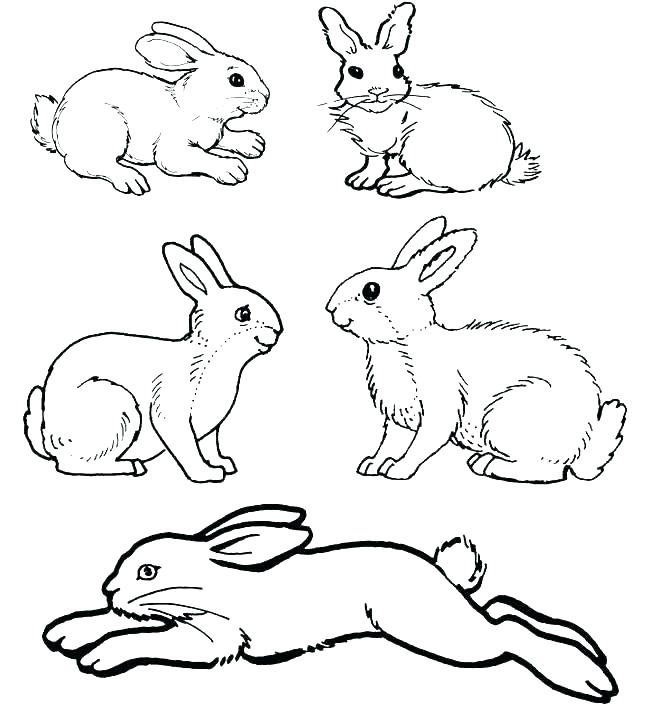 Rabbit Colouring Pages Rabbit Coloring Pages Rabbit Color Pages 650x706 Rabbit Colouring Pages Rabbit Coloring Pages Rabbit Color Pages