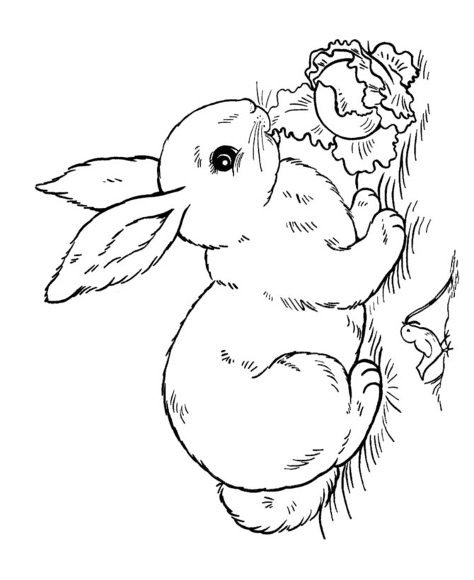 Unusual Idea Rabbit Coloring Pages 2 To Print For Kids Printable 670x820 Unusual Idea Rabbit Coloring Pages 2 To Print For Kids Printable